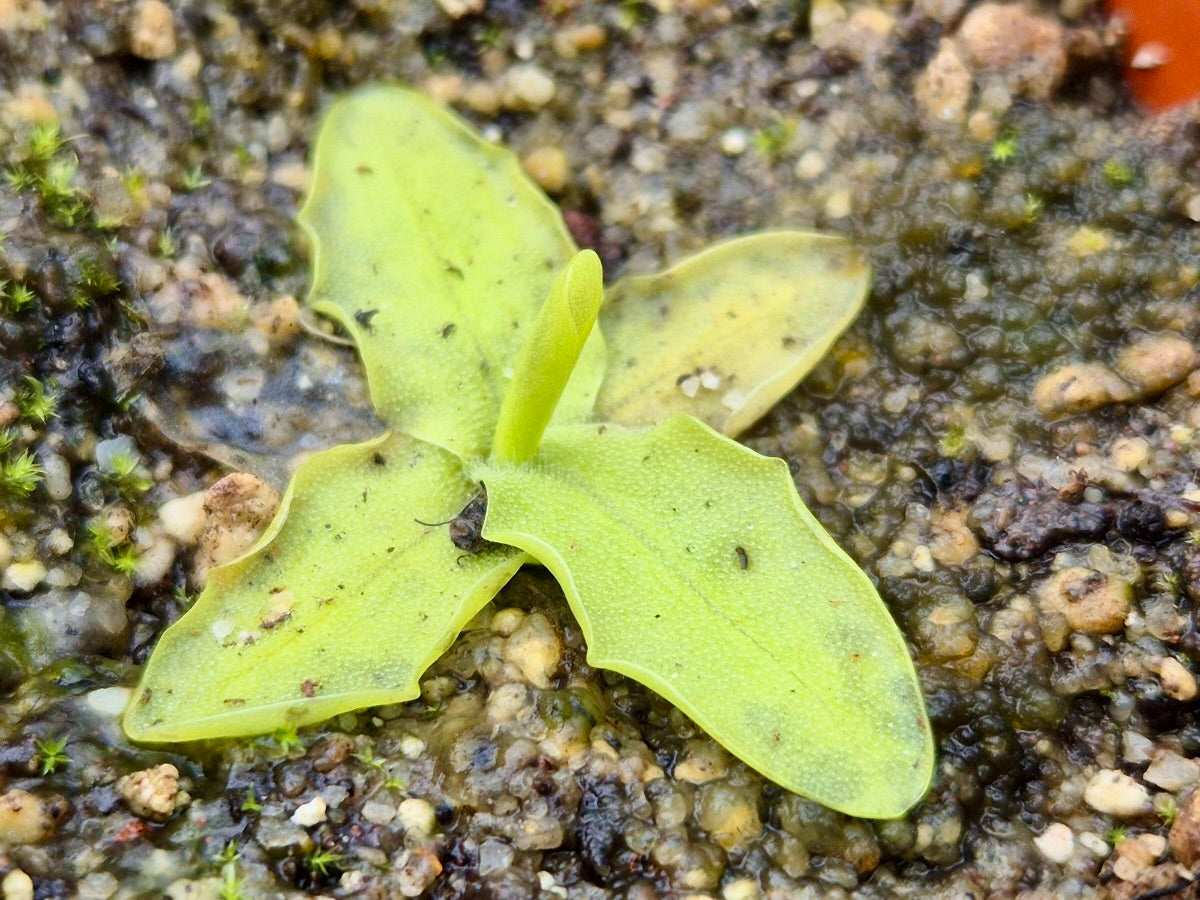 Pinguicula grandiflora en fleur violette