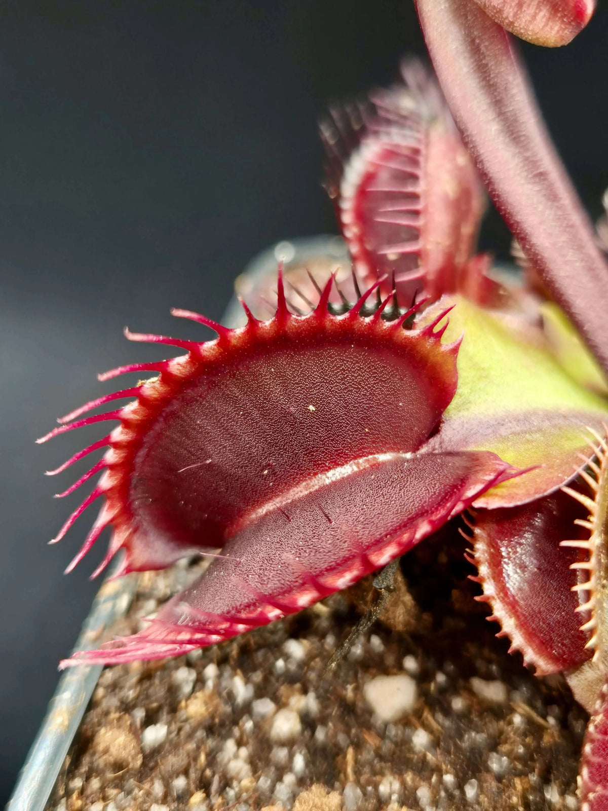 Plante carnivore Dionaea muscipula "Akay Ryu" et ses pièges