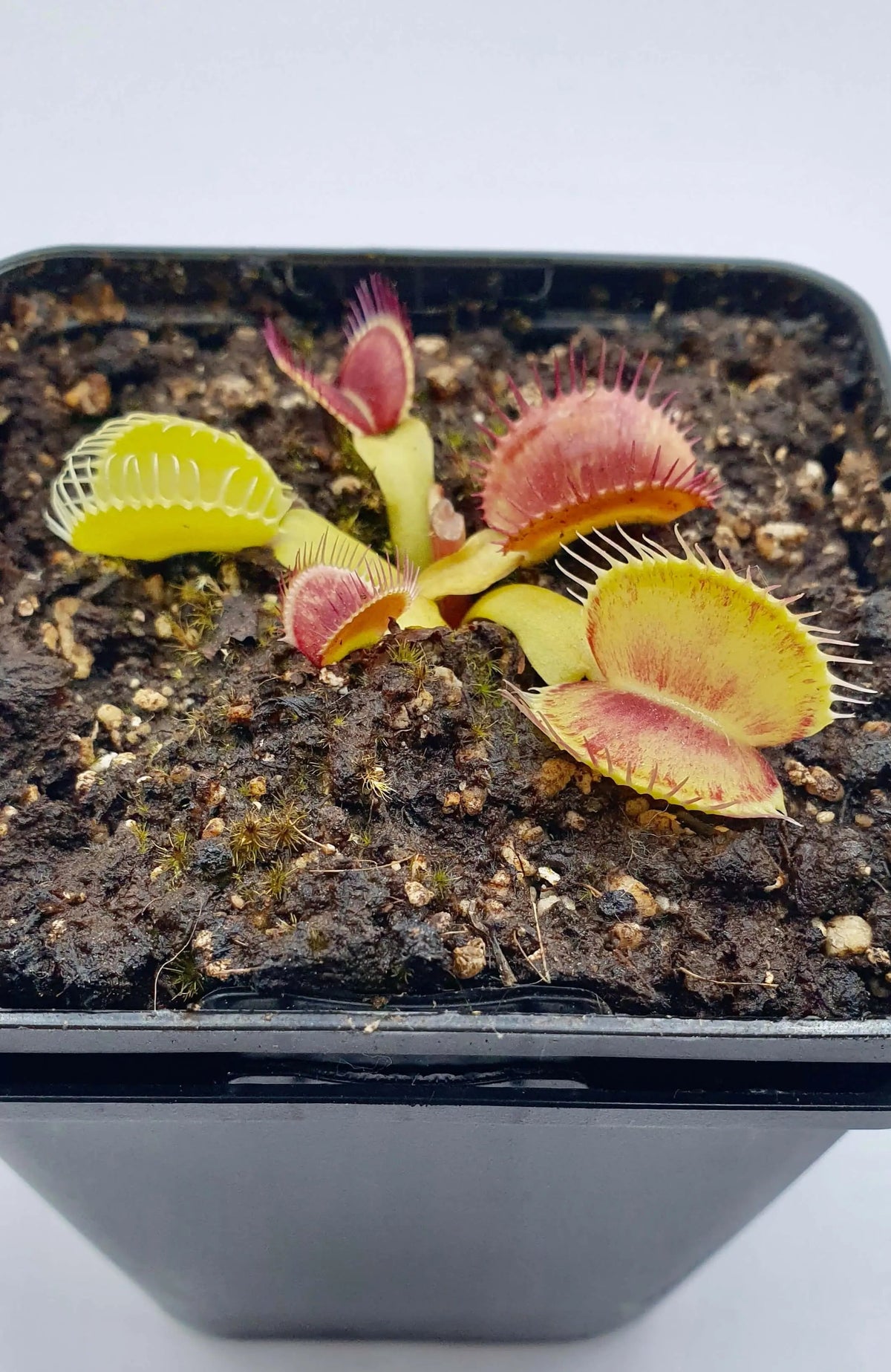 Plante carnivore Dionaea muscipula "Iris" à la pépinière Carnivore de Sologne