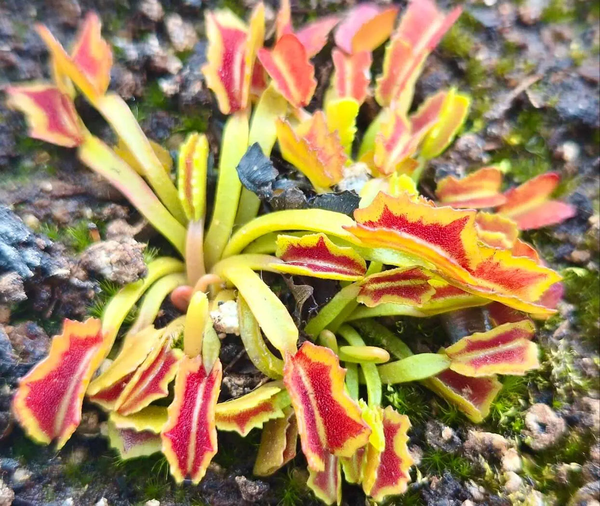 Dionaea muscipula 'Wacky Traps' CARNIVORE DE SOLOGNE