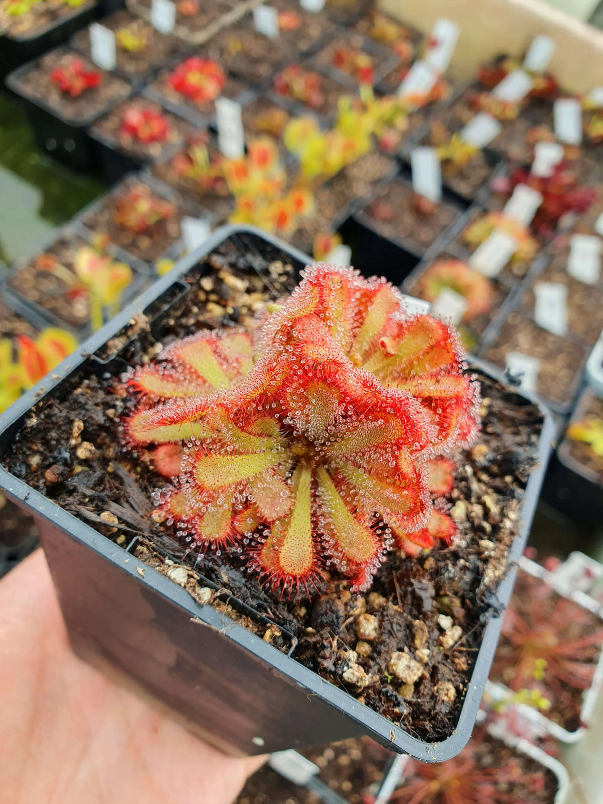 Drosera aliciae CARNIVORE DE SOLOGNE