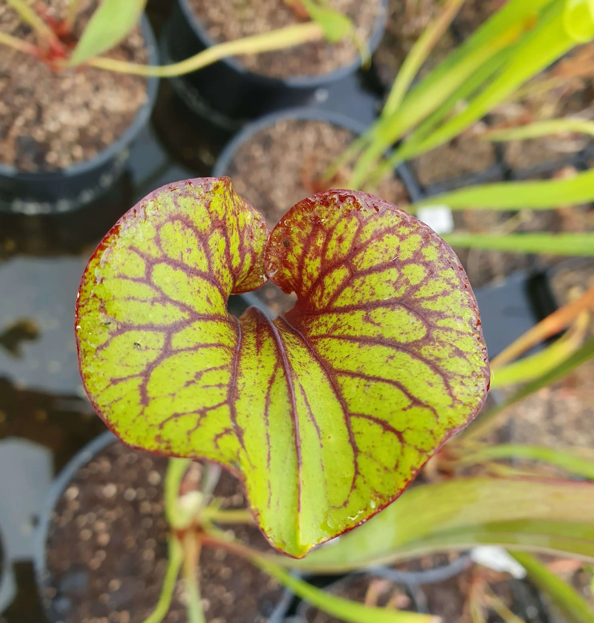Sarracenia flava var. rubricorpora Giant à la pépinière Carnivore de Sologne