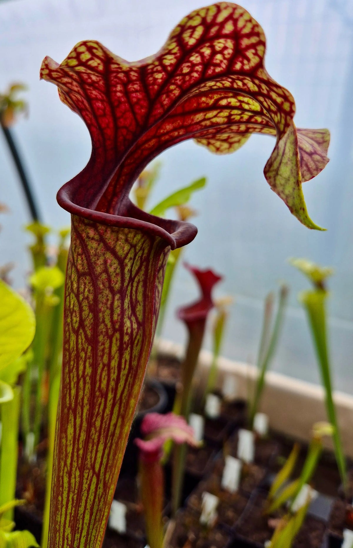 Sarracenia "Amber Veil" AS73 dans son pot