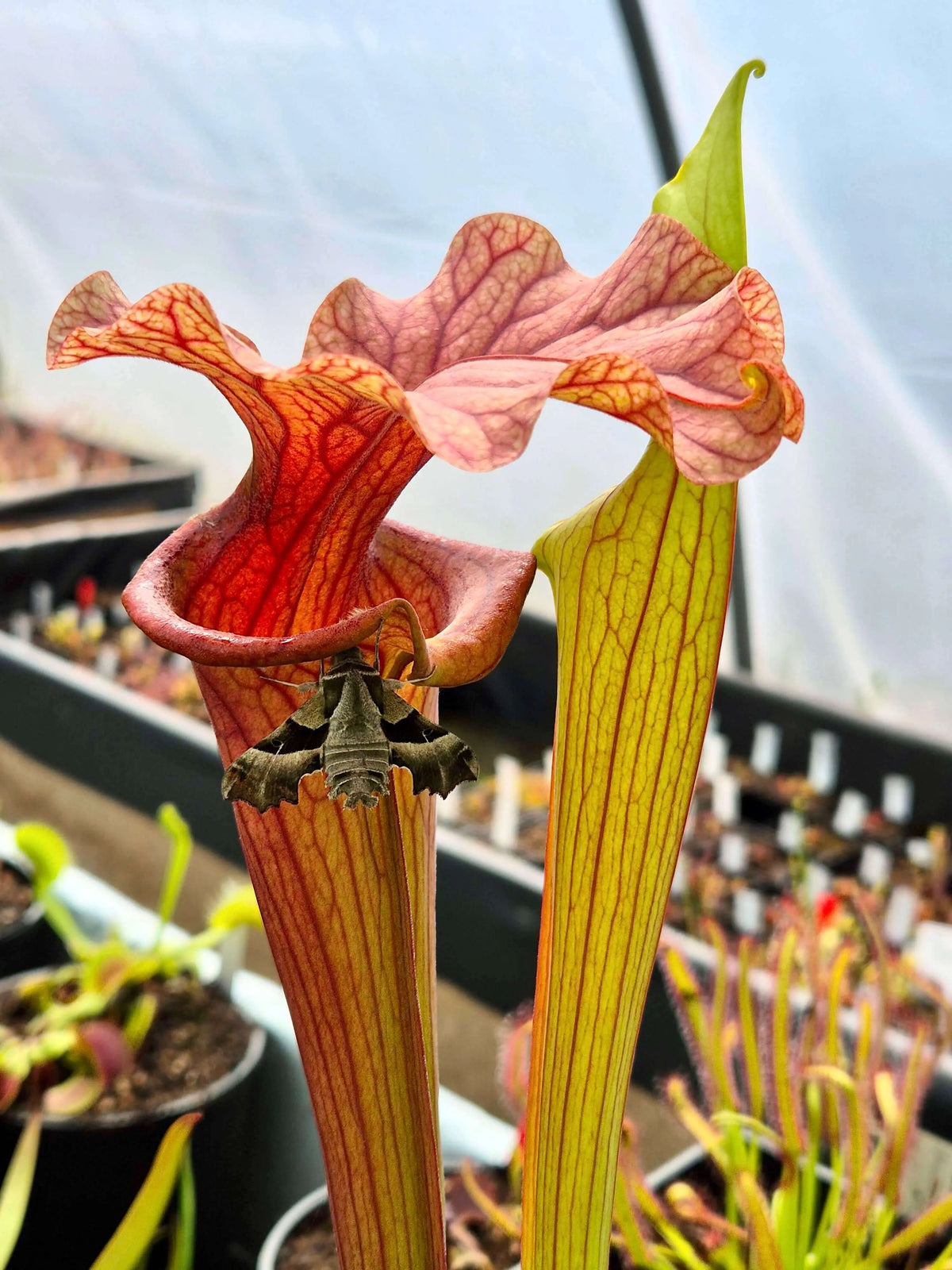 Sarracenia 'Reptilian Rose' gros plan sur les urnes