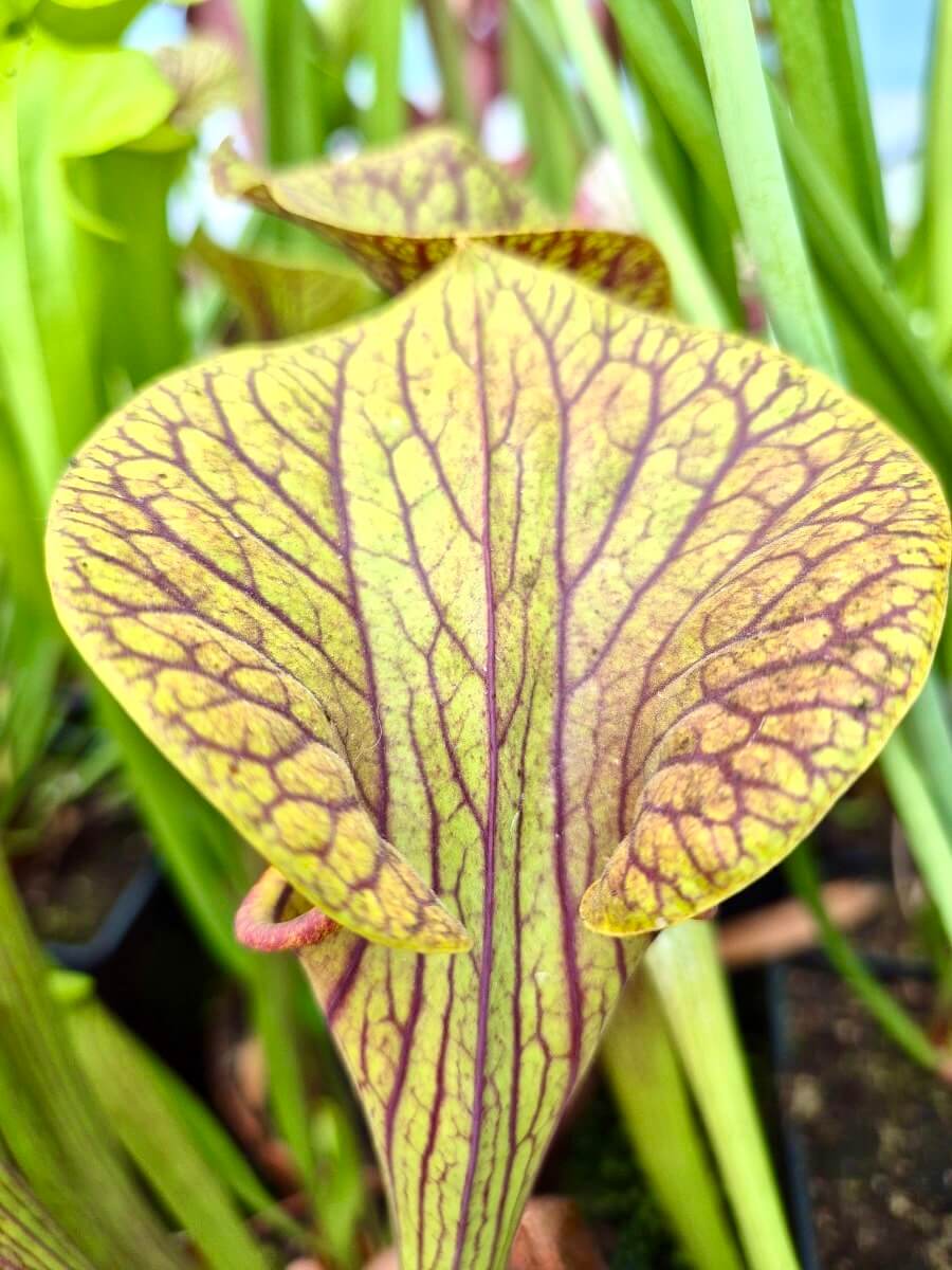 Sarracenia flava var. ornata Super Ornata, détail des motifs veinés