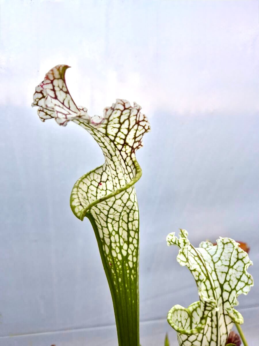 Sarracenia leucophylla Stocky white top Citronelle dans son pot