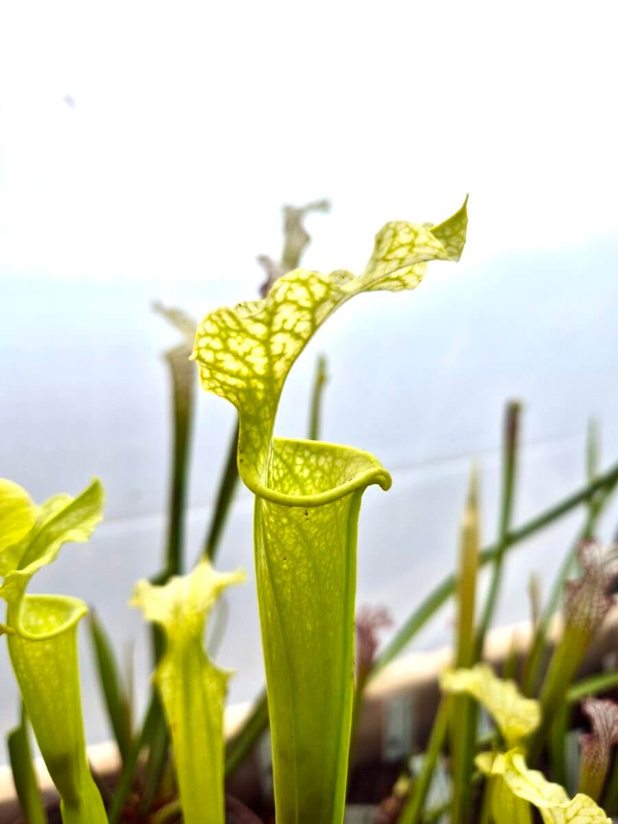 Sarracenia x moorei Anthocyanin Free, détail de l'urne vert clair
