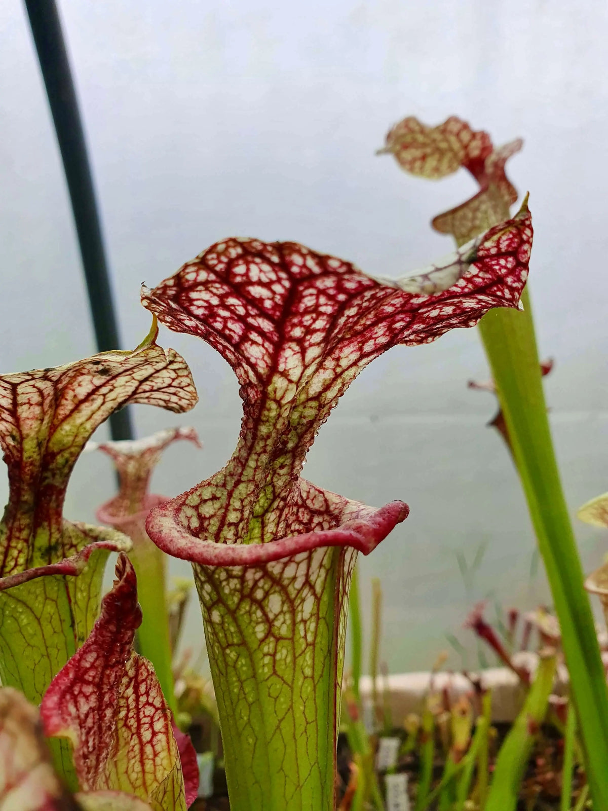 Sarracenia x moorei 'Adrian Slack' MK H113 gros plan sur les urnes