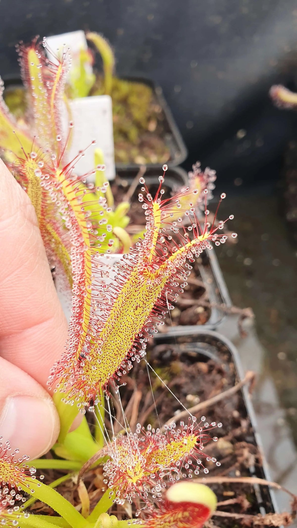 Drosera capensis "Crested" dans son pot