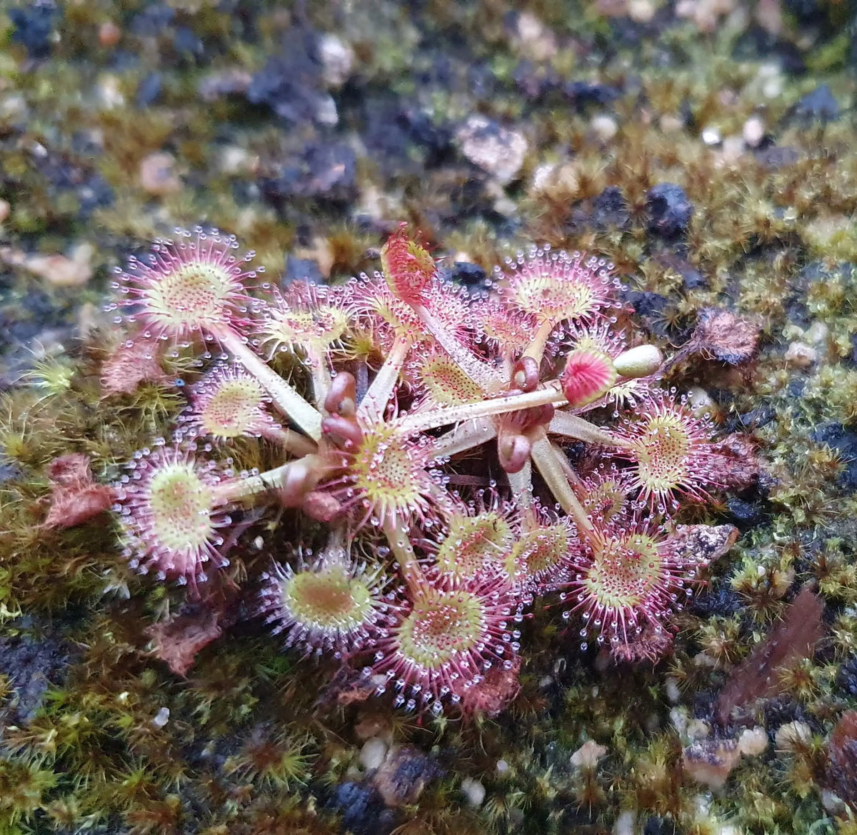 Drosera rotundifolia feuilles rondes tentacules rouges