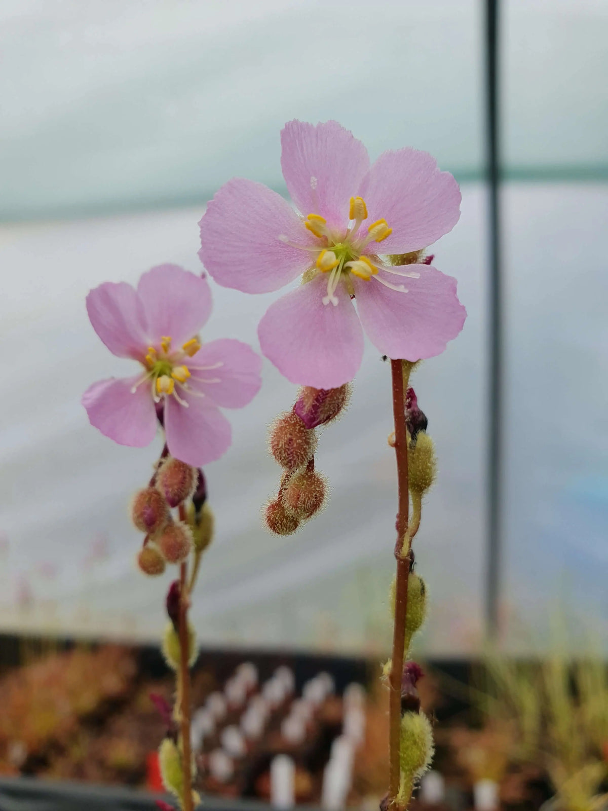Drosera filiformis var. tracyi jeune semis