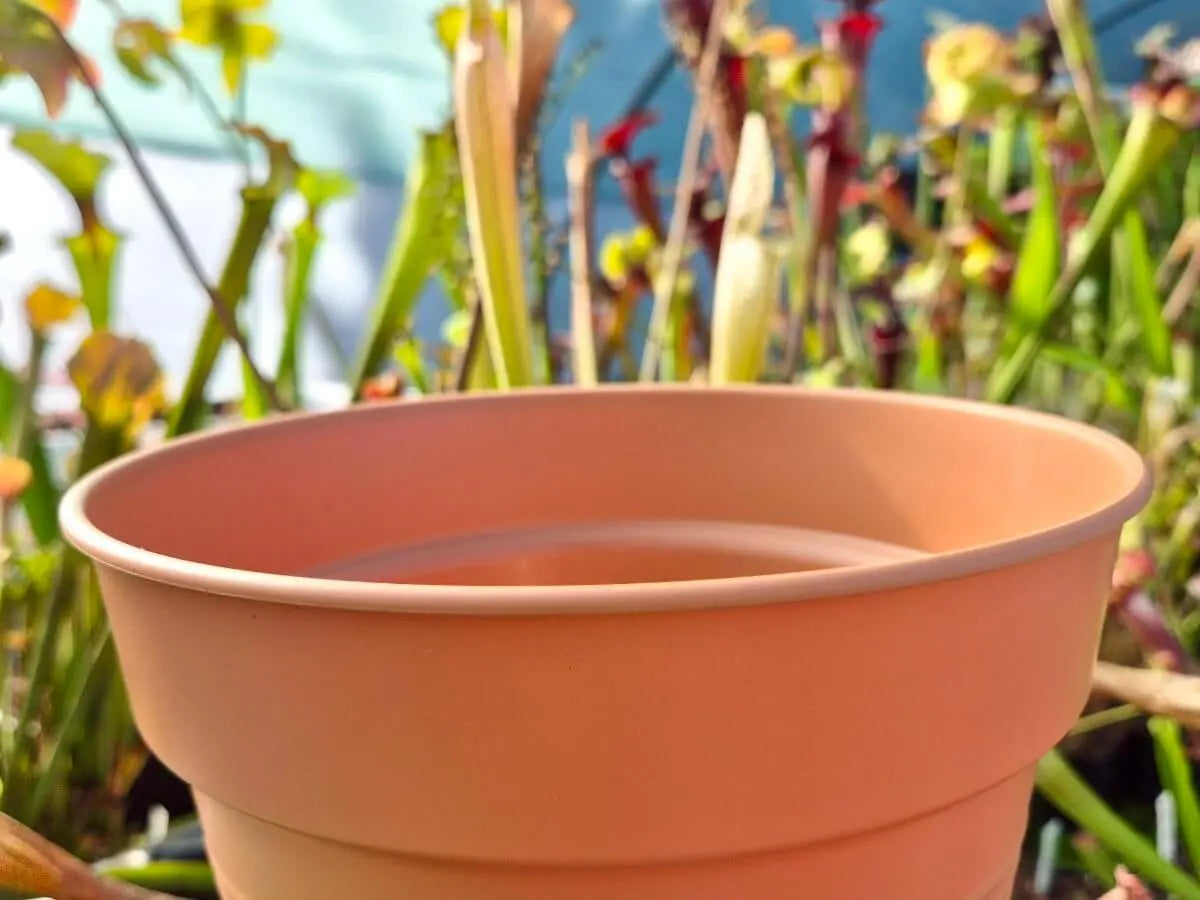 Kit mini-tourbière – 3 Plantes Carnivores CARNIVORE DE SOLOGNE