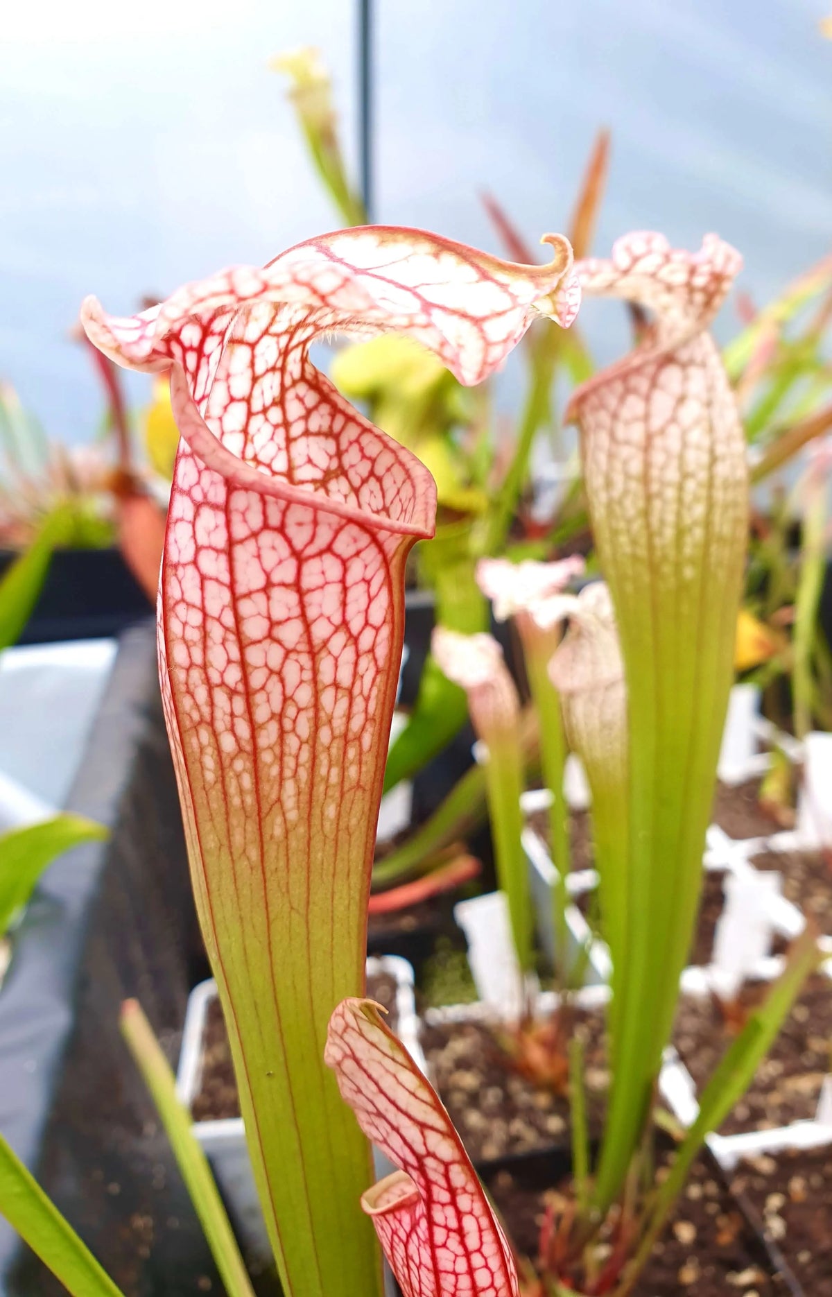 Sarracenia x mitchelliana x white top avec ses belles couleurs à la serre