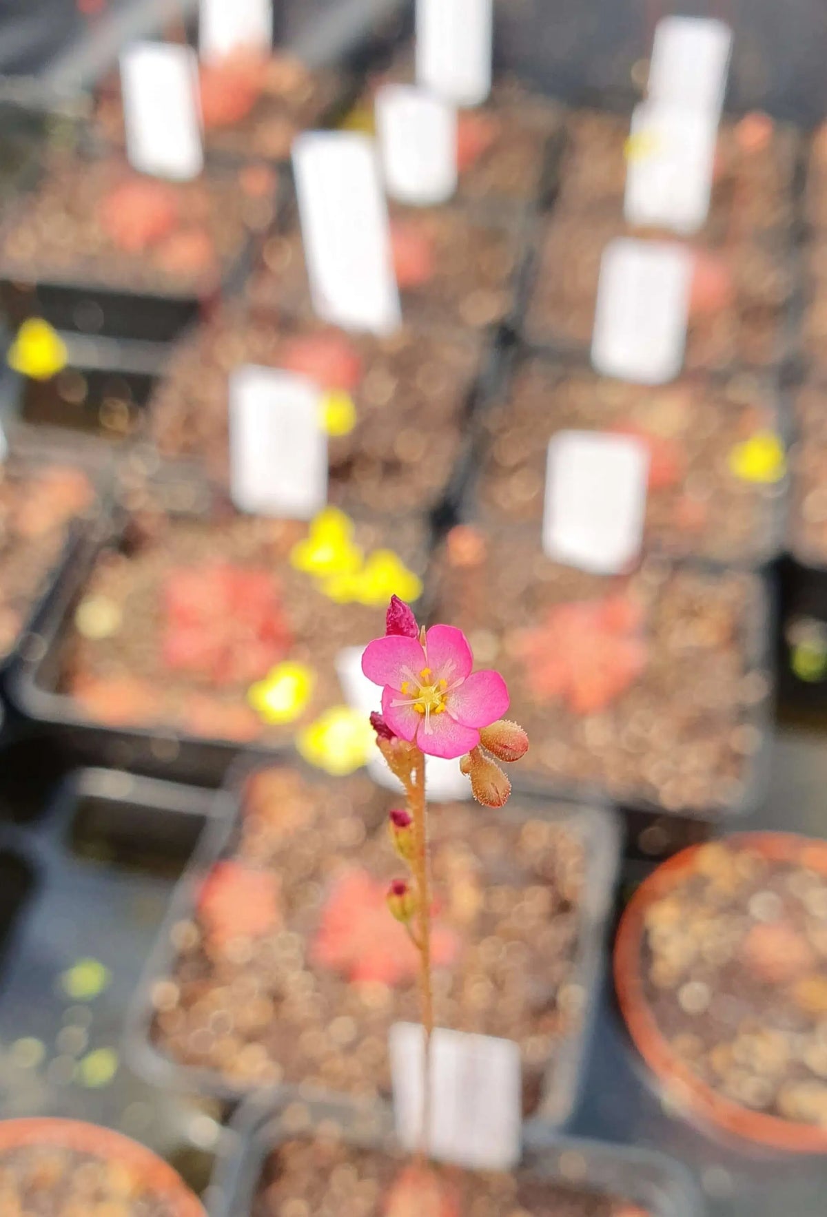 Drosera spatulata en fleur