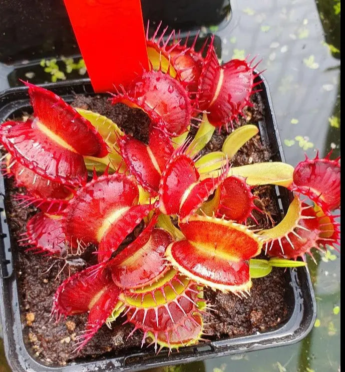 Plante carnivore dionaea muscipula "Harlequin"