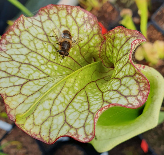 Les Plantes Carnivores et les Mouches - CARNIVORE DE SOLOGNE