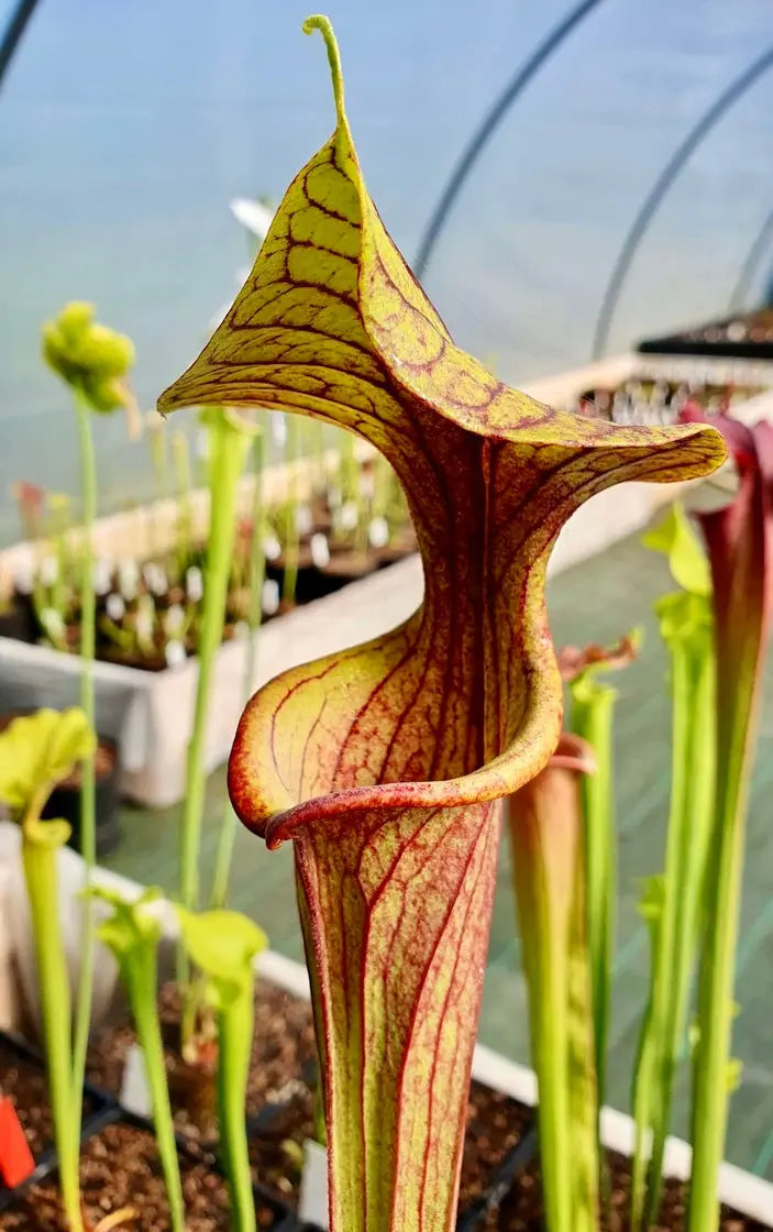 Sarracenia hybride CDS (unique) CARNIVORE DE SOLOGNE