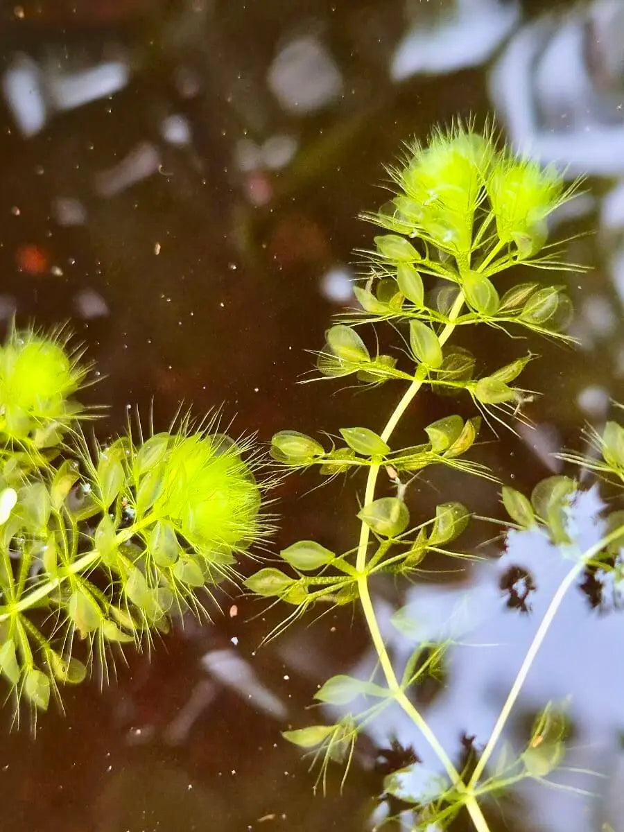 Aldrovanda vesiculosa CARNIVORE DE SOLOGNE