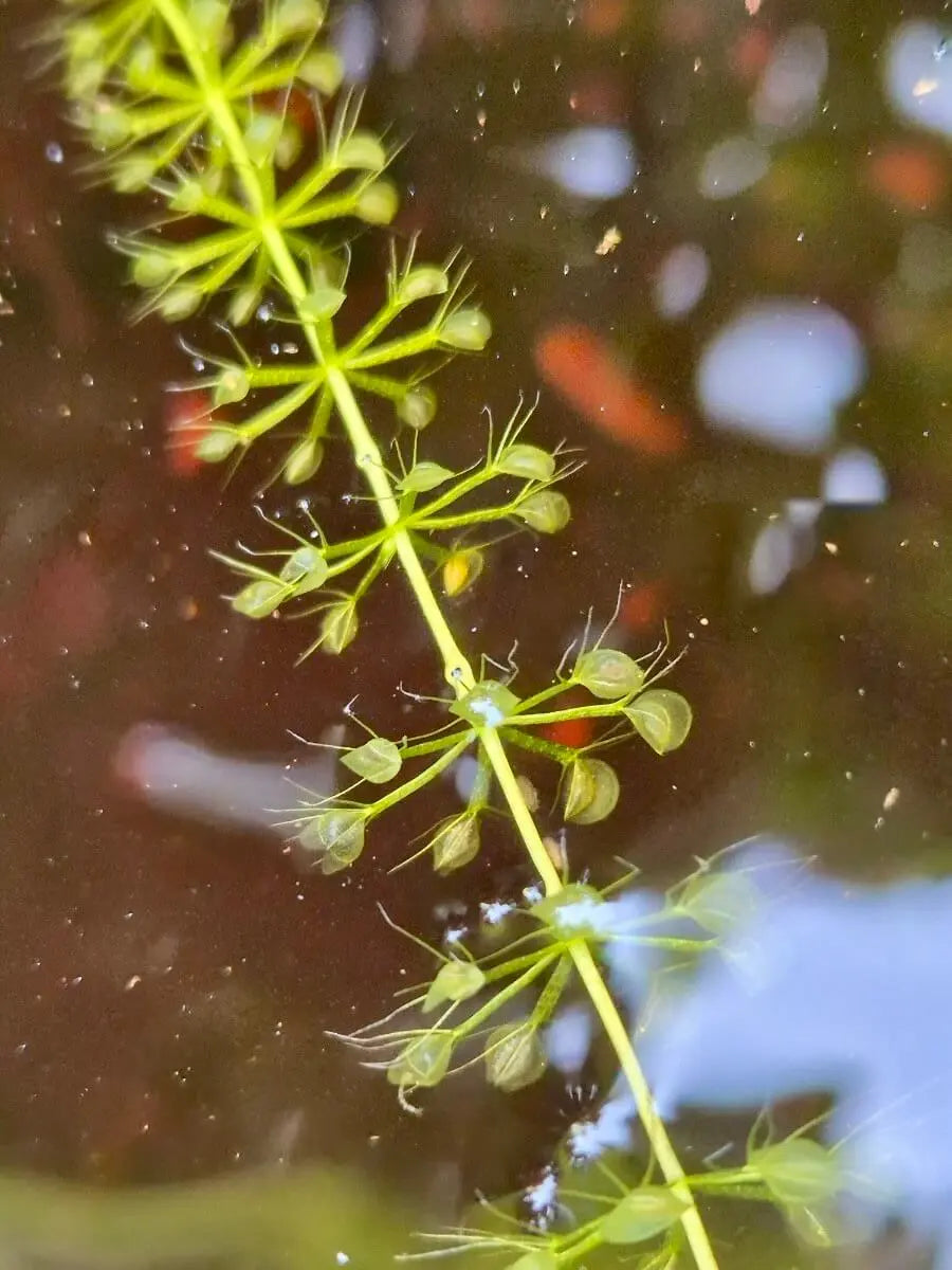 Aldrovanda vesiculosa CARNIVORE DE SOLOGNE