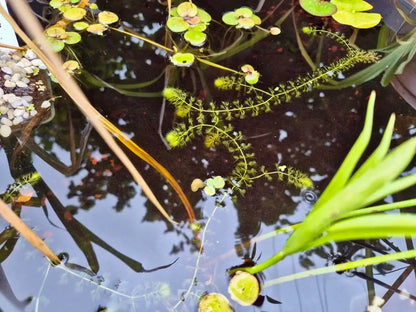 Aldrovanda vesiculosa CARNIVORE DE SOLOGNE