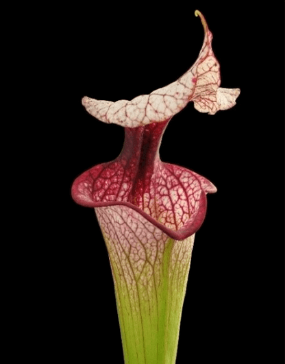 Sarracenia 'Atlas 5' gros plan sur les urnes