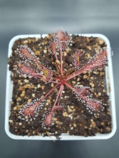 Drosera intermedia "Carolina Giant" CARNIVORE DE SOLOGNE
