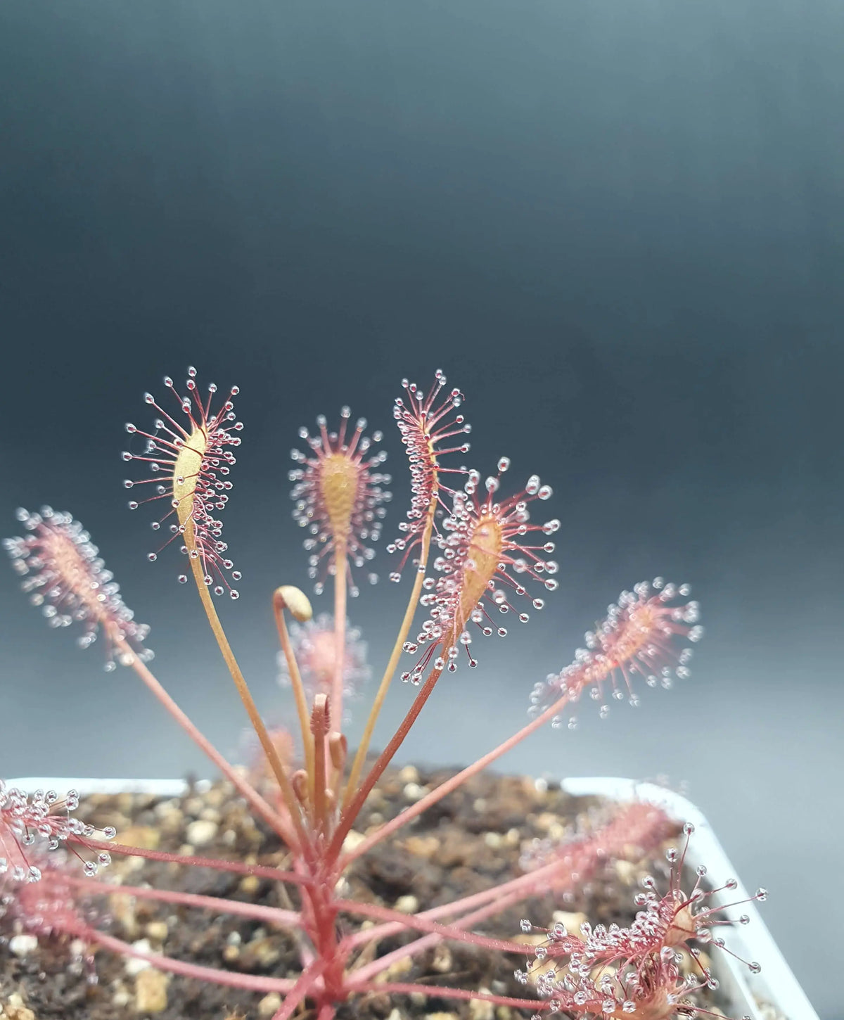 Drosera intermedia "Carolina Giant" CARNIVORE DE SOLOGNE