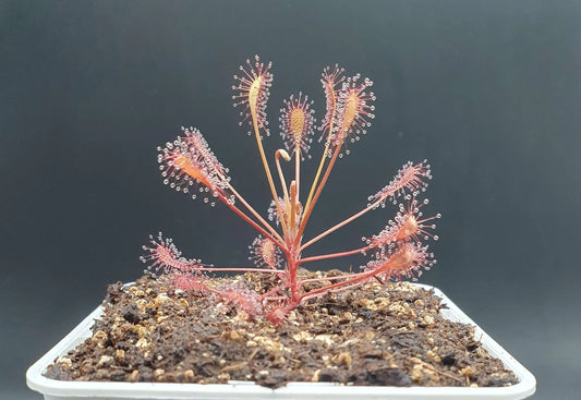 Drosera intermedia "Carolina Giant" CARNIVORE DE SOLOGNE