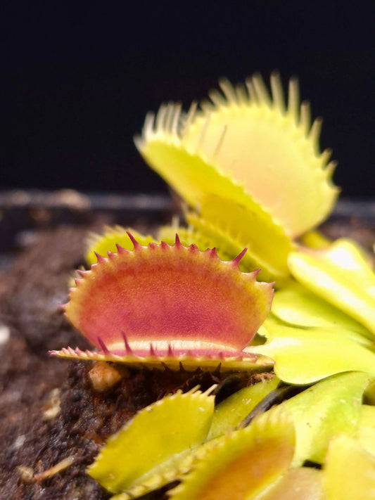 Plante carnivore Dionaea muscipula "Belzebub" et ses pièges à mâchoire