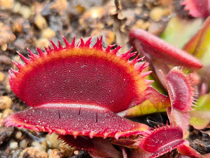 Plante carnivore Dionaea muscipula "Bohemian Garnet" dans son pot