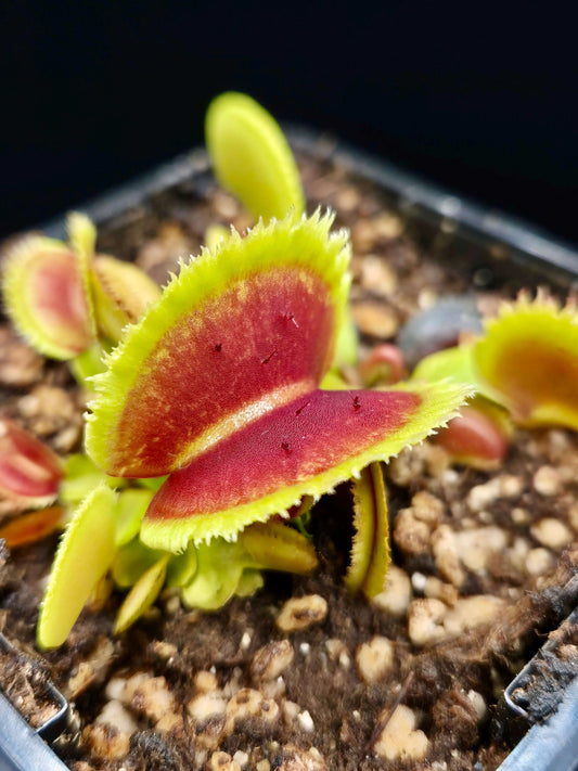 Plante carnivore Dionaea muscipula "Bristle Tooth" dents en soies