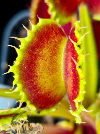 Plante carnivore Dionaea muscipula "Chinese Dumpling" à la pépinière Carnivore de Sologne