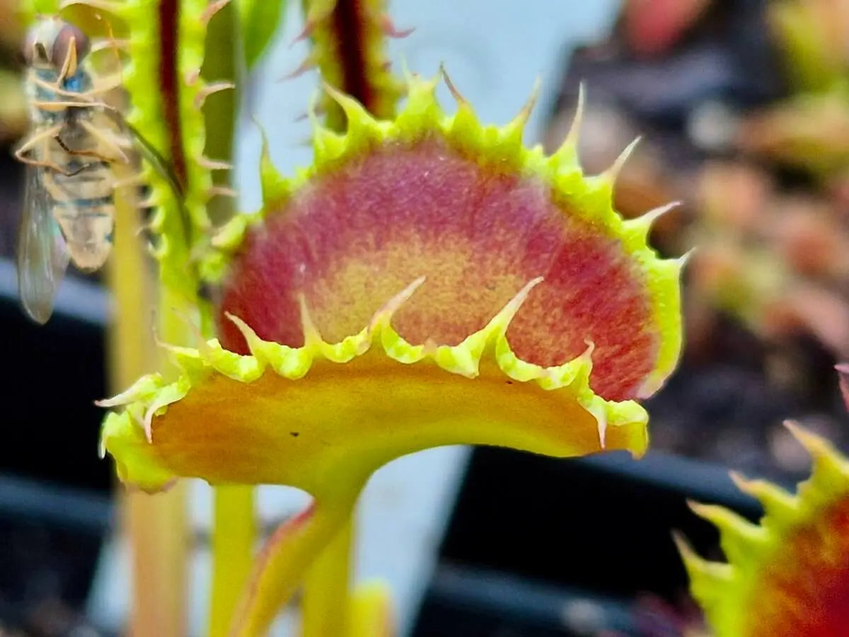 Plante carnivore Dionaea muscipula "Chinese Dumpling" gros plan sur le piège difforme