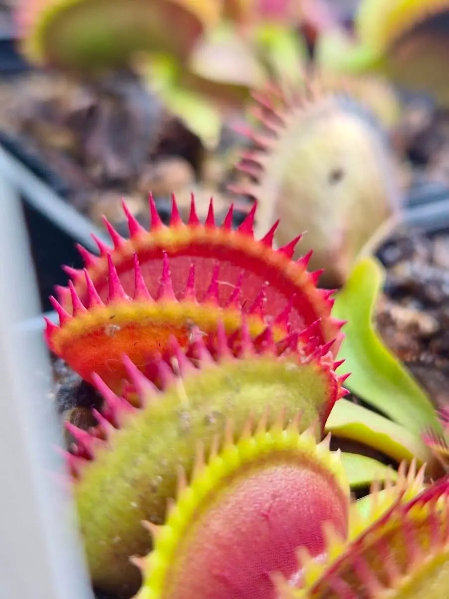 Plante carnivore Dionaea muscipula "Coq Couché" pièges rouge et vert