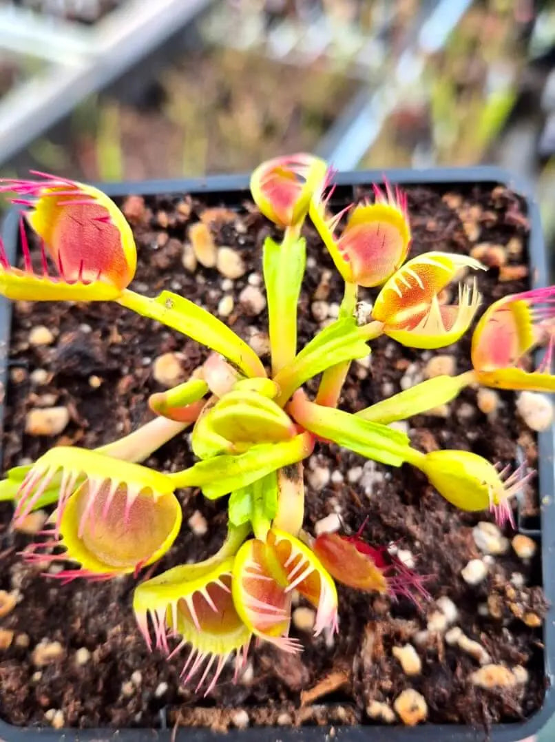 Plante carnivore Dionaea muscipula "Cross Teeth" dans son pot