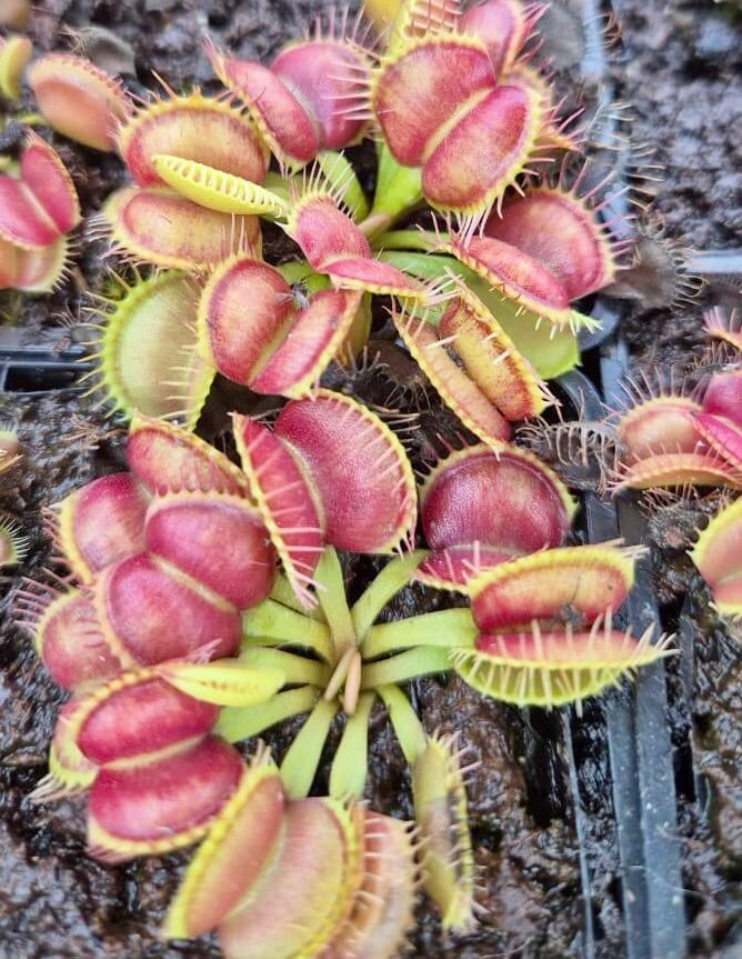 Plante carnivore Dionaea muscipula "Galaxy" et ses pièges