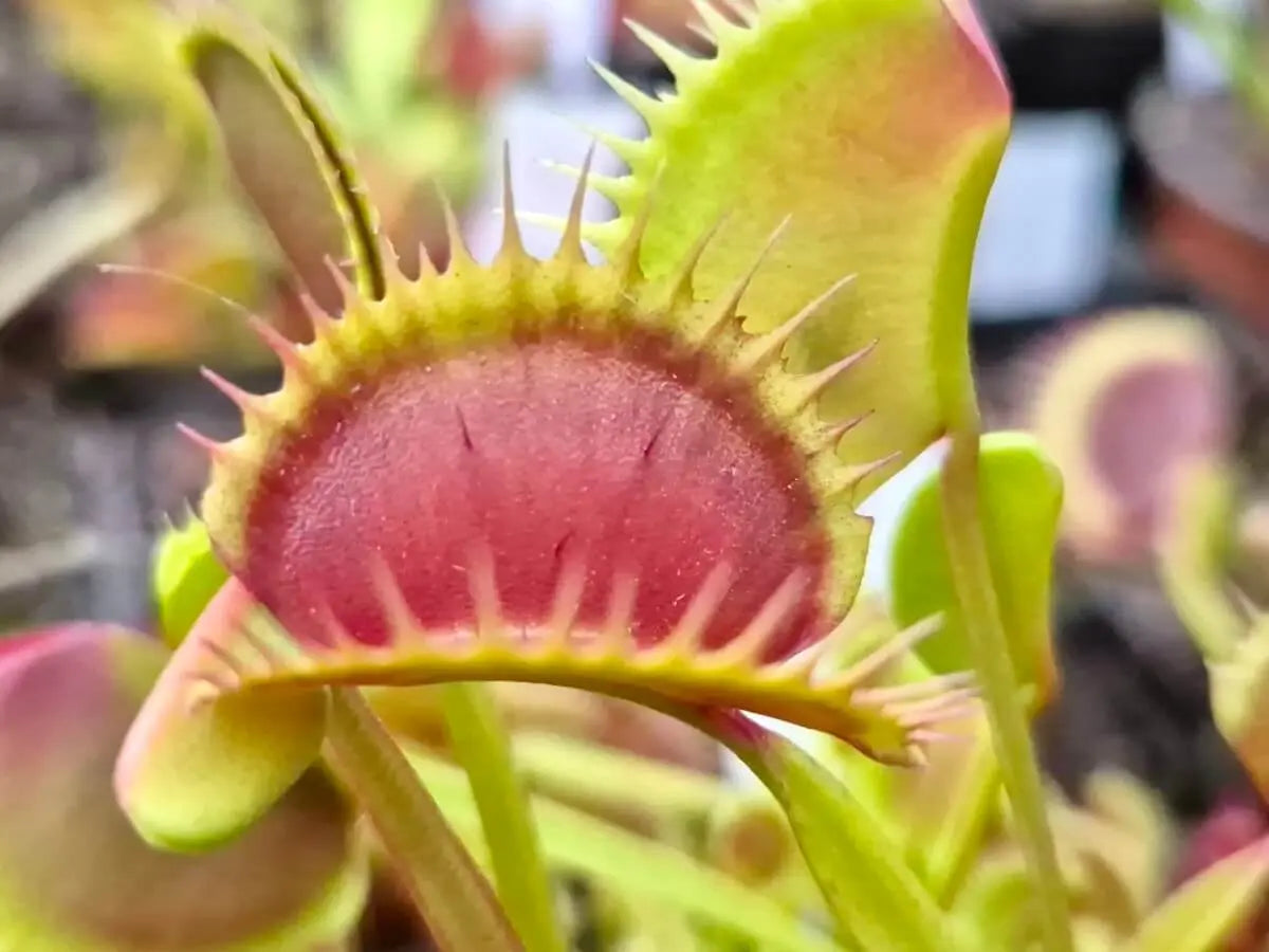 Plante carnivore Dionaea muscipula "La Grosse à Guigui" et ses gros pièges