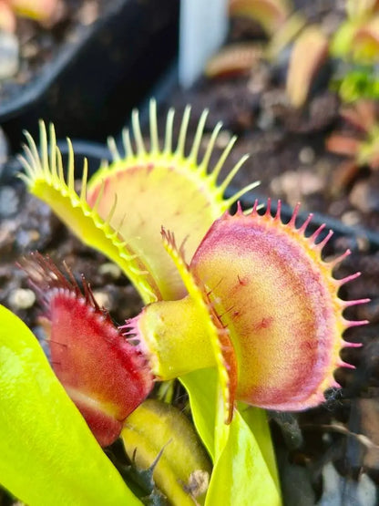 Dionaea muscipula 'Master of Disaster' CARNIVORE DE SOLOGNE