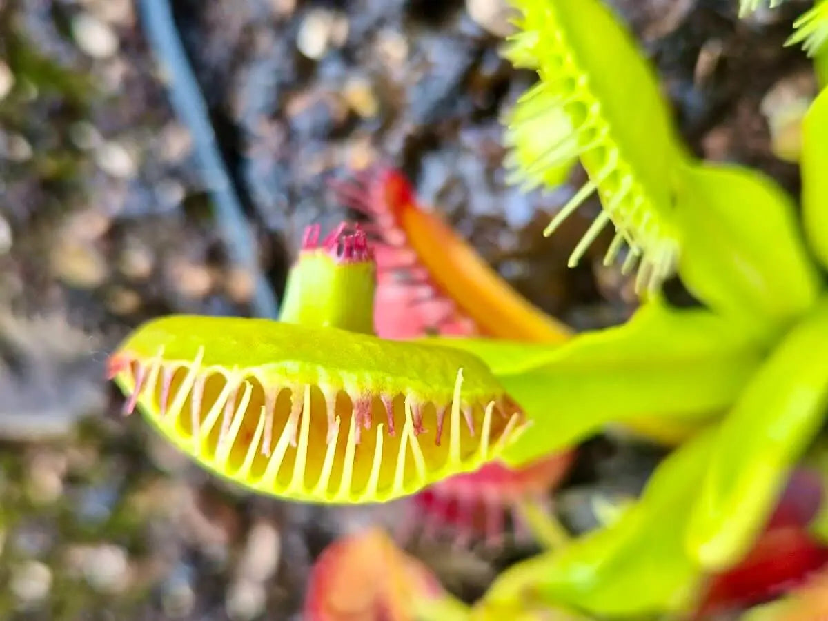 Dionaea muscipula 'Master of Disaster' CARNIVORE DE SOLOGNE