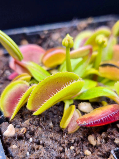 Plante carnivore Dionaea muscipula "Microdent" petites dents