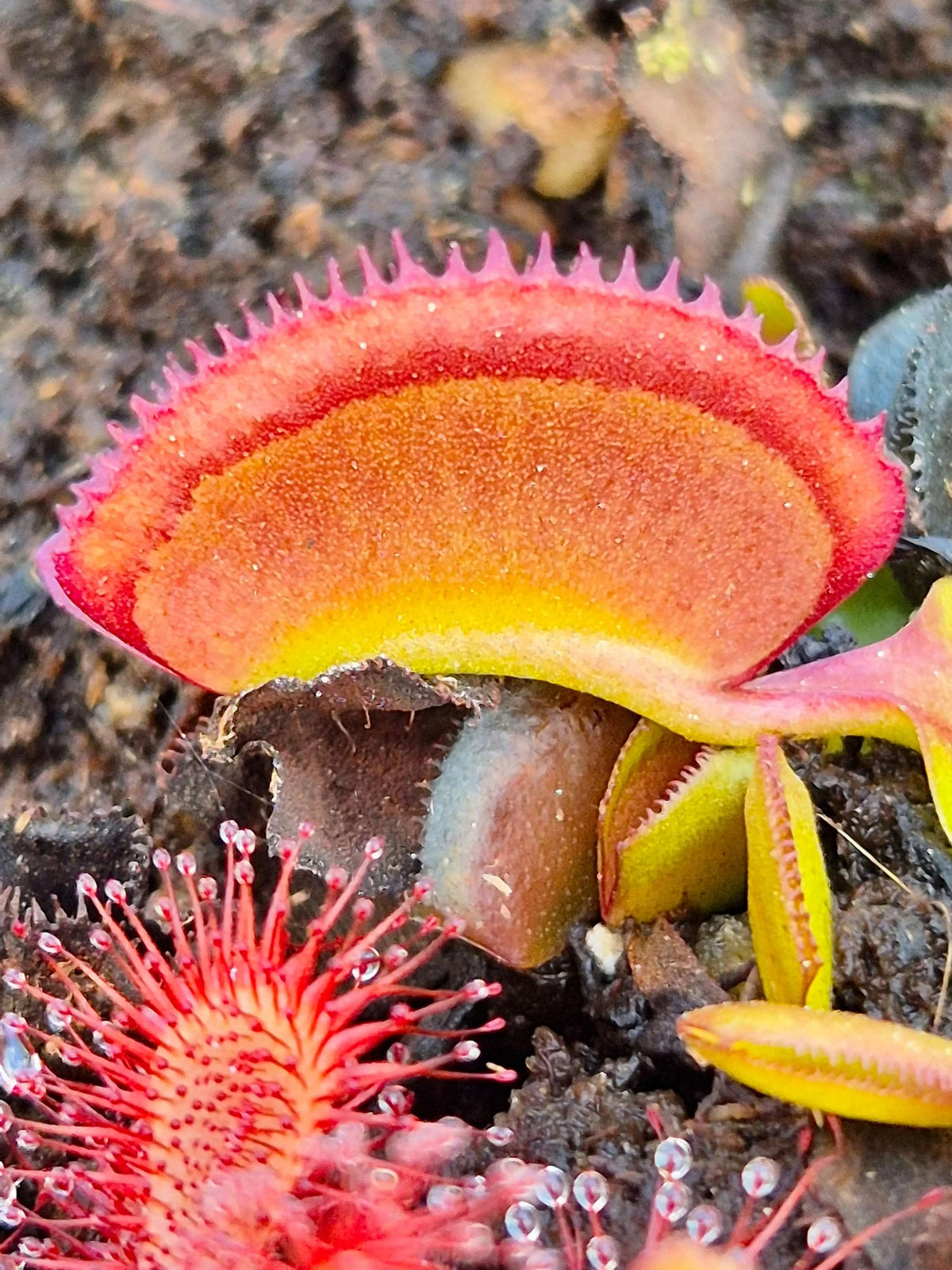 Plante carnivore Dionaea muscipula "Periscope" pièges érigés