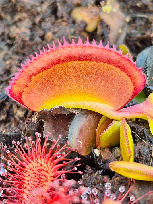 Plante carnivore Dionaea muscipula "Periscope" pièges érigés