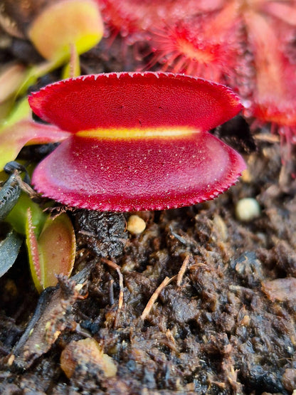 Plante carnivore Dionaea muscipula "Periscope" dans son pot