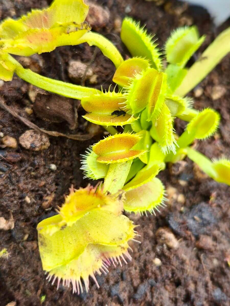 Dionaea muscipula Space, dionée attrape-mouche aux pièges atypiques