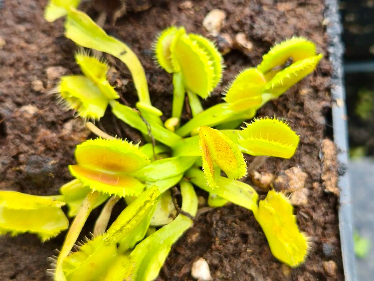 Dionaea muscipula Space cultivée en pot, plante carnivore en Sologne