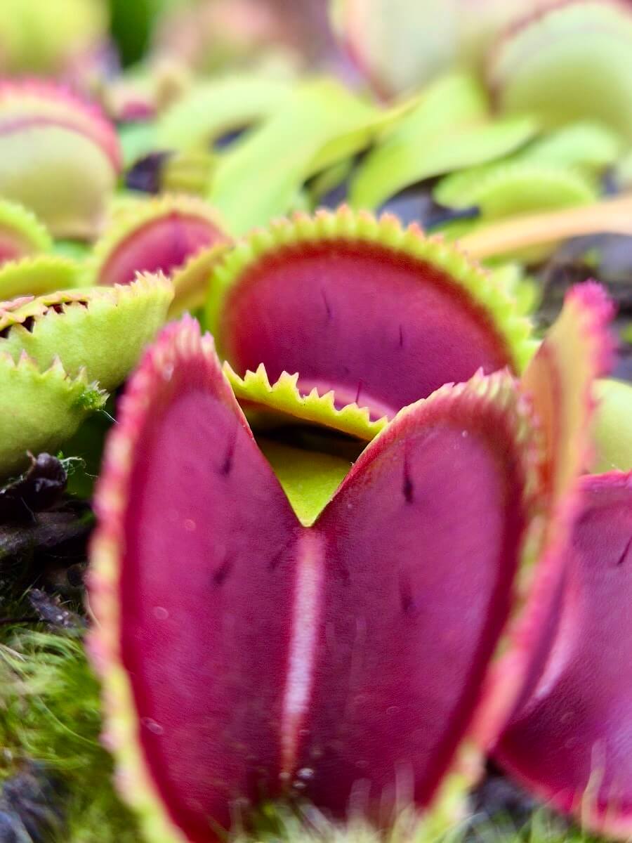 Plante carnivore Dionaea muscipula "Vitiligo" à la pépinière Carnivore de Sologne