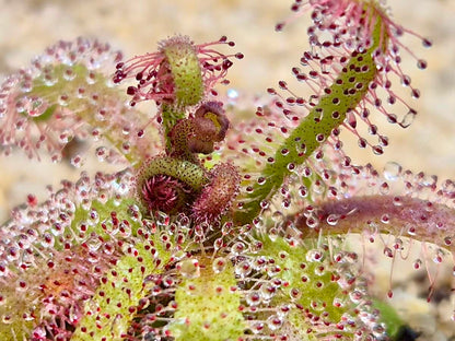 Drosera alba - Gifberg, South Africa