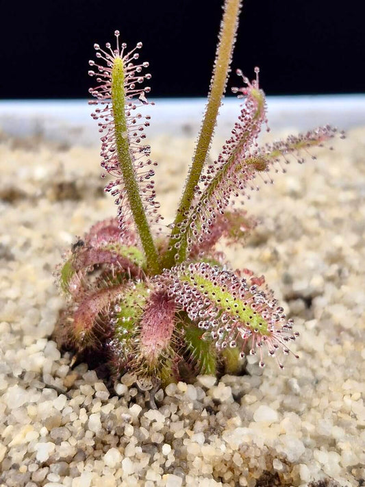 Drosera alba - Gifberg, South Africa