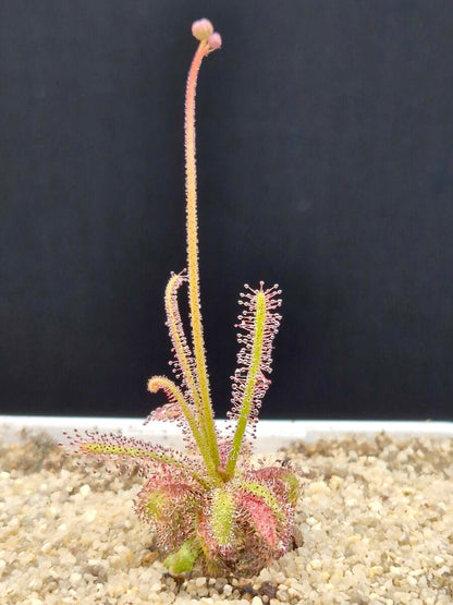 Drosera alba - Gifberg, South Africa