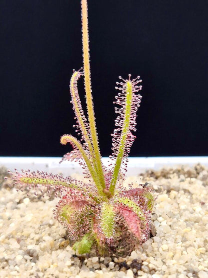 Drosera alba - Gifberg, South Africa